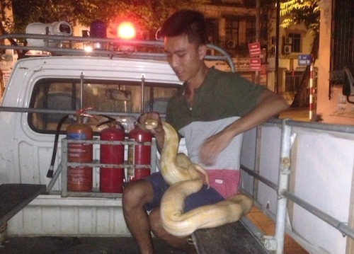 Nam thanh ni&ecirc;n c&ugrave;ng con trăn khổng lồ nặng gần 20kg được đưa về C&ocirc;ng an phường H&agrave;ng Trống
