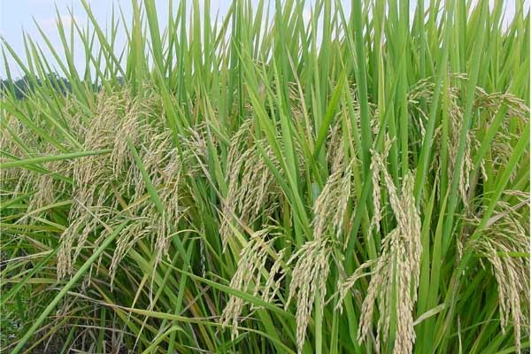 Đề t&agrave;i nghi&ecirc;n cứu tại H&agrave; Nội đ&atilde; nghi&ecirc;n cứu th&agrave;nh c&ocirc;ng 3 giống l&uacute;a Japonica, 2 giống l&uacute;a Indica c&oacute; đặc t&iacute;nh tốt, năng suất cao