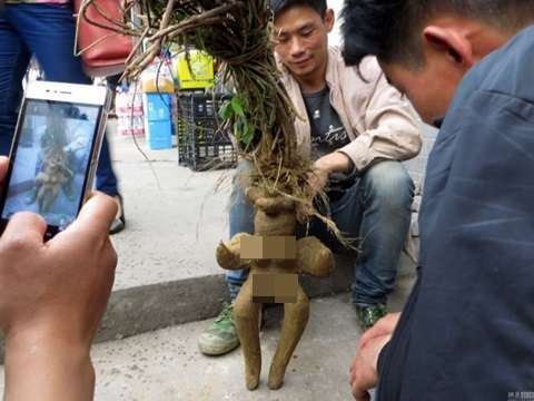 Củ H&agrave; Thủ &Ocirc; c&oacute; h&igrave;nh d&aacute;ng giống với phụ nữ khỏa th&acirc;n