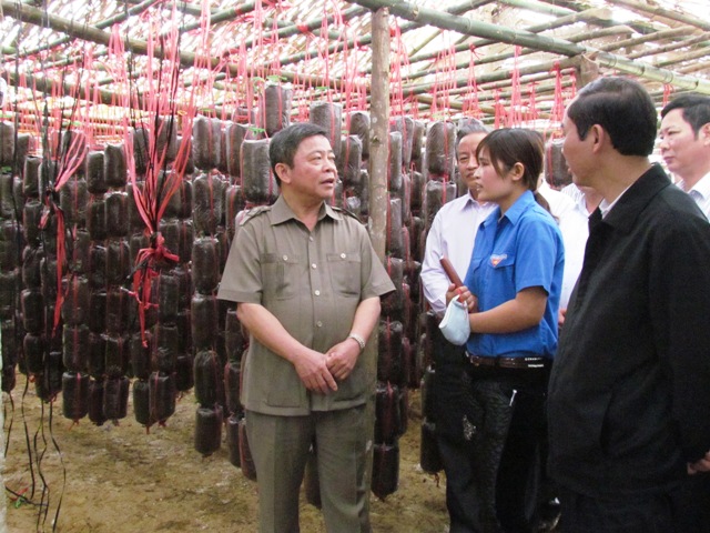 Hà Tĩnh đẩy mạnh trồng nấm chất lượng cao Hà Tĩnh đẩy mạnh trồng nấm chất lượng cao