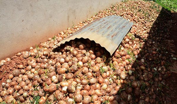 L&acirc;m Đồng: Gi&aacute; thấp kỷ lục, h&agrave;nh t&acirc;y Đ&agrave; Lạt ế h&agrave;ng loạt