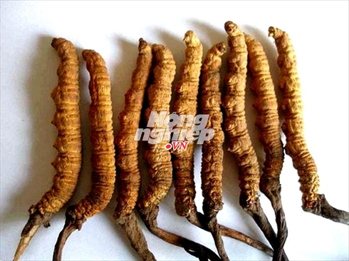 B&aacute;c sĩ Th&agrave;nh: &ldquo;Nếu ĐTHT c&oacute; gi&aacute; từ chục triệu đồng/lạng trở xuống th&igrave; đ&iacute;ch thị l&agrave; giả&rdquo;.