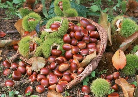 Hạt dẻ Tr&ugrave;ng Kh&aacute;nh bị &lsquo;nh&aacute;i&rsquo; bởi hạt dẻ Trung Quốc