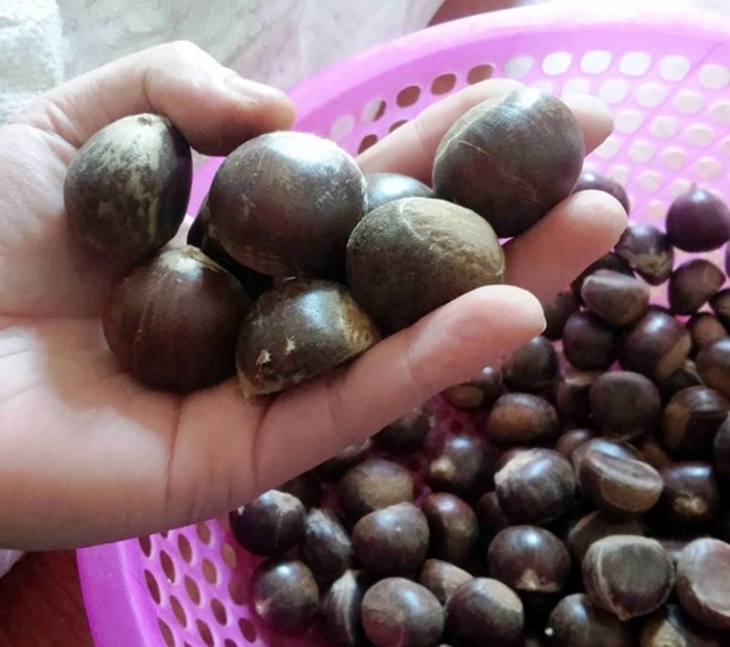 Hạt dẻ Tr&ugrave;ng Kh&aacute;nh bị &lsquo;nh&aacute;i&rsquo; bởi hạt dẻ Trung Quốc