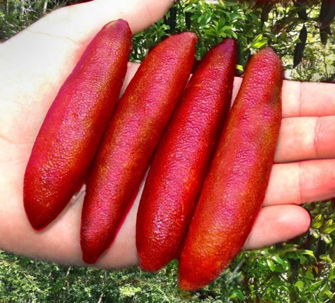 Quả chanh ng&oacute;n tay d&agrave;i khoảng 10 cm, đường k&iacute;nh 3 cm. Ảnh: Vietnamnet