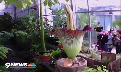 Hoa x&aacute;c thối nở ở Mỹ. Ảnh: 9news