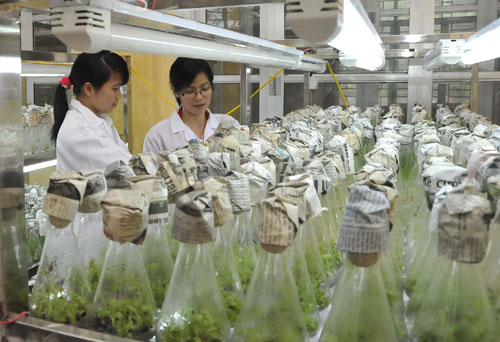 hạt nh&acirc;n trong n&ocirc;ng nghiệp