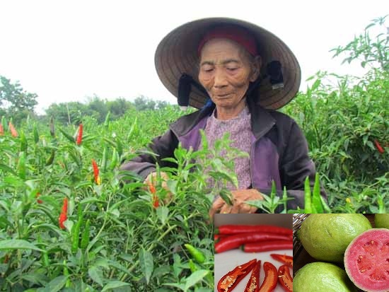 Những người bị bệnh thận n&ecirc;n ch&uacute; &yacute; tr&aacute;nh mắc những th&oacute;i quen c&oacute; hại cho 13Win19 ưu đãi hấp dẫn như ăn hạt ớt, hạt ổi