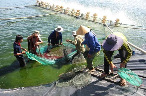 Sử dụng h&egrave;m bia trong chăn nu&ocirc;i t&ocirc;m xen gh&eacute;p l&agrave; một trong những c&aacute;ch thức gi&uacute;p tăng năng suất chất lượng t&ocirc;m