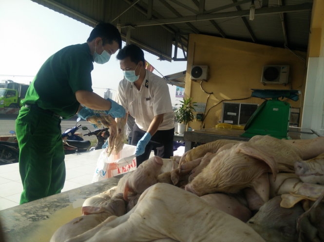 Cơ quan chức năng xử l&yacute; số heo sữa chết đ&atilde; bốc m&ugrave;i