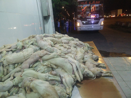  3 bao tải b&ecirc;n trong c&oacute; gần 200 con heo sữa (230 kg)