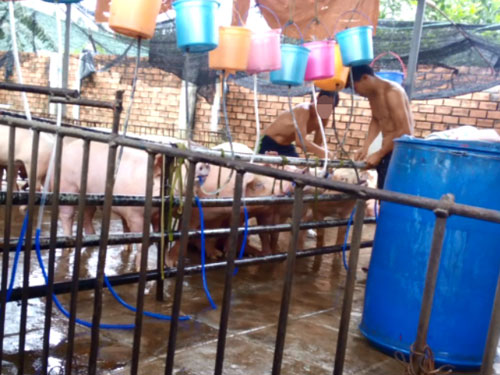 Heo bơm nước tại Đ&ocirc;̀ng Nai