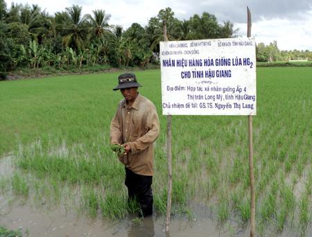 Hậu Giang: Đột ph&aacute; từ giống l&uacute;a