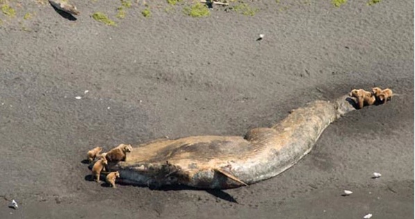 Hiện tượng c&aacute; voi chết bất thường tại Alaska bắt đầu diễn ra từ th&aacute;ng 5