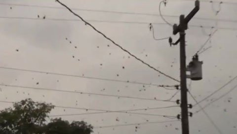 Hiện tượng kỳ lạ mưa nhện n&agrave;y cũng đ&atilde; từng xảy ra ở Brazil năm ngo&aacute;i
