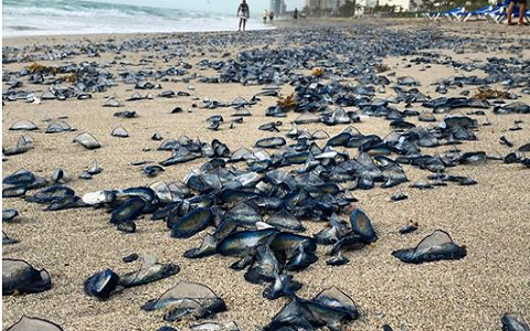 Hiện tượng lạ khiến mọi người v&ocirc; c&ugrave;ng lo sợ