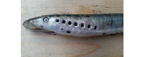 Hiện tượng lạ xuất hiện ở Alaska (Mỹ)- c&aacute; m&uacute;t đ&aacute; từ tr&ecirc;n trời rơi xuống