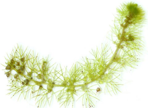 Cây Bladderwort 