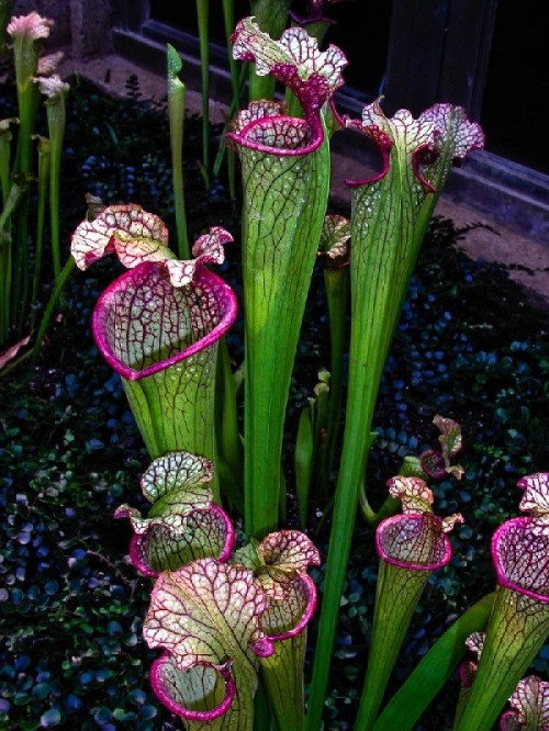 Cây hố bẫy Sarracenia có vẻ ngoài khá bắt mắt