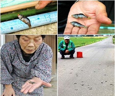 Mưa c&aacute; l&agrave; một hiện tượng b&iacute; ẩn chưa c&oacute; lời giải th&iacute;ch thật sự thỏa đ&aacute;ng