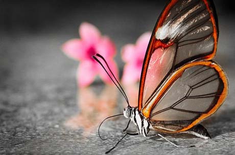 Lo&agrave;i bướm n&agrave;y sở hữu đ&ocirc;i c&aacute;nh trong suốt