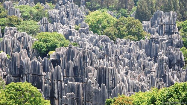Rừng đ&aacute; thạch l&acirc;m l&agrave; một hiện tượng b&iacute; ẩn ở Trung Quốc