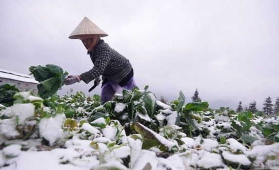Sapa nhiệt độ duy trì ở mức dưới 0 độ C, tuyết phủ trắng xóa nhưng người phụ nữ này vẫn “mải mê” với cuộc sống mưu sinh. Ảnh: Lê Hiếu