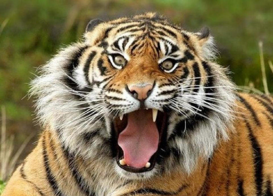 Th&ocirc;ng tin hổ ăn thịt người ở Thanh H&oacute;a khiến người d&acirc;n hoang mang, lo sợ suốt những ng&agrave;y qua
