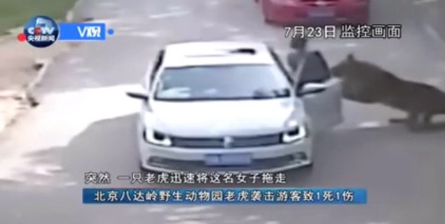 Khoảnh khắc hổ cắn chết người v&agrave; k&eacute;o l&ecirc; nạn nh&acirc;n khỏi &ocirc; t&ocirc; tại vườn th&uacute; Trung Quốc
