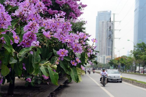 Hoa bằng lăng có nhiều màu: tím đậm, tím nhạt, lợt trắng, hồng, đỏ, nhưng được trồng phổ biến làm đẹp cảnh quan đô thị chủ yếu là màu tím. Hoa bằng lăng có nhiều màu: tím đậm, tím nhạt, lợt trắng, hồng, đỏ, nhưng được trồng phổ biến làm đẹp cảnh quan đô thị chủ yếu là màu tím.