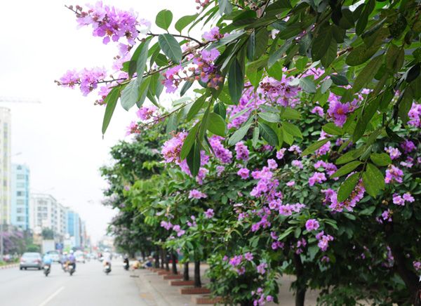 Giữa ngược xuôi xe cộ, giữa bộn bề những lo toan ngày thường, chỉ cần ngước mắt lên, thấy màu tím thủy chung bung nở, người ta quên đi giọt mồ hôi đang lăn dài, quên đi khói bụi, tiếng còi xe chát chúa... Giữa ngược xuôi xe cộ, giữa bộn bề những lo toan ngày thường, chỉ cần ngước mắt lên, thấy màu tím thủy chung bung nở, người ta quên đi giọt mồ hôi đang lăn dài, quên đi khói bụi, tiếng còi xe chát chúa...