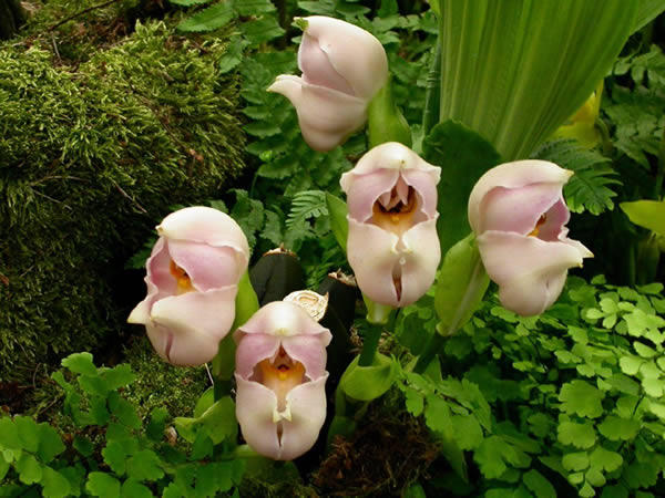Hoa em b&eacute; dễ thương với h&igrave;nh th&ugrave; độc đ&aacute;o