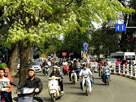 Những ngày cuối tháng hai, hoa sưa Hà Nội làm bừng sáng khắp các tuyến phố. Ảnh VTV