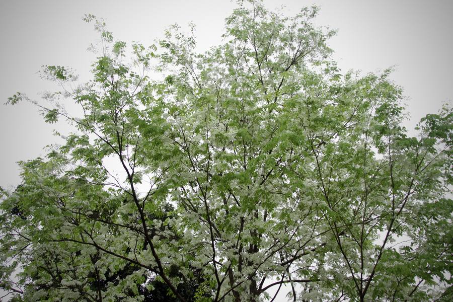 Khi khi mưa xuân ấm áp tràn về thành phố, hoa sưa Hà Nội bừng nở nhanh và chỉ rực rỡ trong vài ngày sau suốt mùa đông ngủ vùi trong lớp vỏ xù xì. Ảnh Laodong