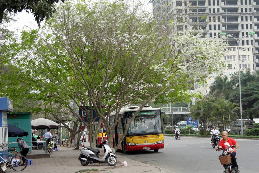 Hoa sưa Hà Nội càng làm tăng thêm vẻ cổ kính cho thành phố. Ảnh Laodong