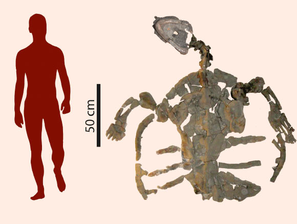 H&oacute;a thạch của lo&agrave;i Desmatochelys padillai c&oacute; chều d&agrave;i khoảng 2 m&eacute;t. Ảnh Sci-news