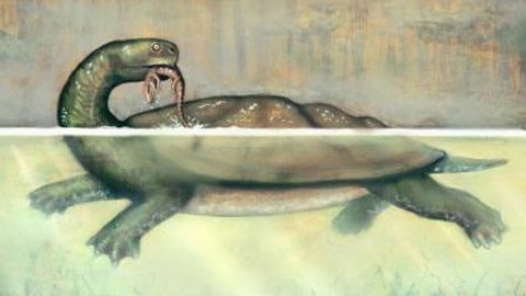 Lo&agrave;i r&ugrave;a C.cofrinii c&oacute; thể to cỡ một chiếc &ocirc; t&ocirc; với phần mai lớn bằng một bể bơi trẻ em