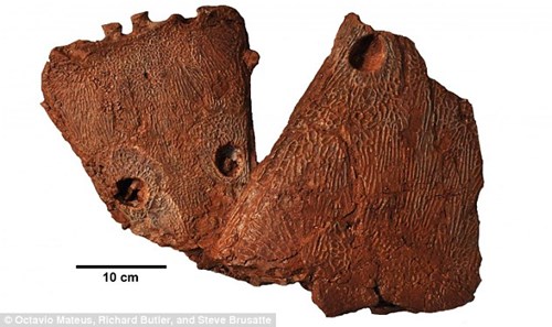 H&oacute;a thạch hộp sọ của Metoposaurus algarvensis vừa được khai quật