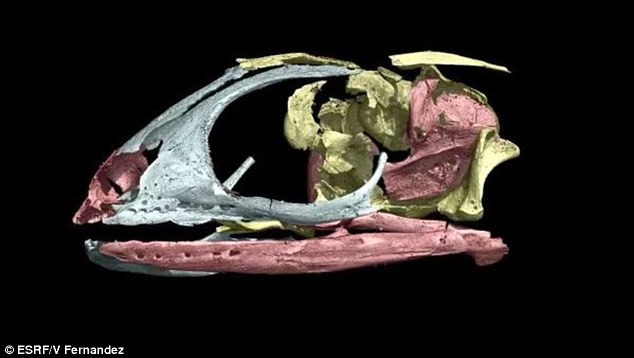 C&aacute;c nh&agrave; khoa học sử dụng c&ocirc;ng nghệ 3D để t&aacute;i tạo lại h&igrave;nh ảnh xương thằn lằn