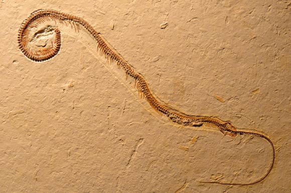Đ&acirc;y l&agrave; h&oacute;a thạch rắn c&oacute; ni&ecirc;n đại l&acirc;u đời nhất. Ảnh Sci-news