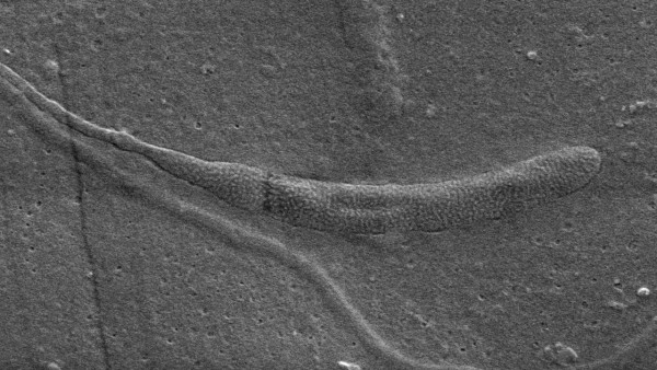 Đây là hóa thạch tinh trùng động vật lâu đời nhất thế giới. Ảnh sciencemag Đây là hóa thạch tinh trùng động vật lâu đời nhất thế giới. Ảnh sciencemag