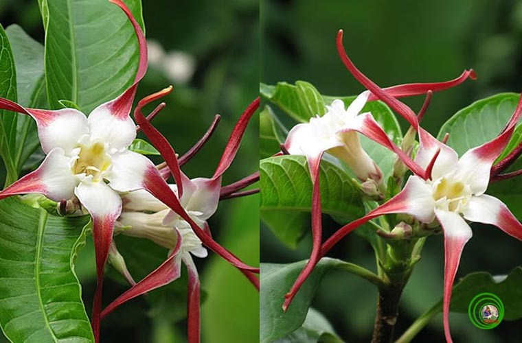 Loài hoa tử thần mang tên Sừng Trâu, nhựa cây sừng trâu Strophanthus caudatus có nhiều độc tính; thường được trộn với nhựa cây Thuốc bắn - Antiaris toxicaria – đã nói ở trên để tẩm độc vào mũi tên săn thú mà cha ông ta đã biết từ xa xưa. Khi ngộ độc người bồn chồn vật vã, nôn kéo dài gây hội chứng mất nước và rối loạn điện giải, hoa mắt chóng mặt, nhức đầu, ù tai thở khó, mắt mờ dần và rối loạn nhịp tim, lúc nhanh, lúc chậm, triệu chứng rầm rộ