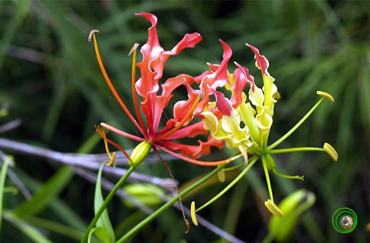 Ngót nghẻo Gloriosa superba. Cây này mọc ở đất, có thân bò, leo cao 1-1,5m. Chúng thường mọc ở các đồng cát dựa biển và trên các đất trống, trảng nắng ở Nam Trung Bộ. Chúng cũng được trồng nhiều ở các tỉnh đồng bằng sông Cửu Long để làm cảnh vì hoa đẹp