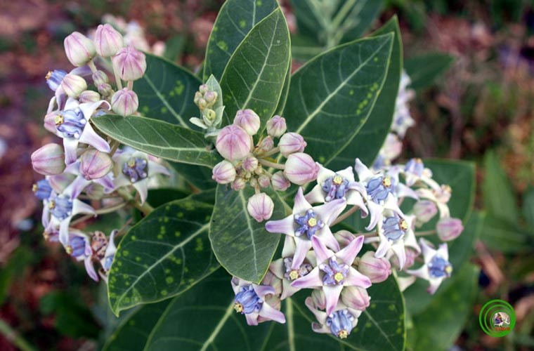 CÂY BỒNG BỒNG Calotropis gigantea. Nhựa mủ của cây bông hồng dùng với liều thấp làm thuốc gây nôn, liều cao sẽ gây độc mạnh như nhức đầu, chóng mặt, buồn nôn (ói) nếu liều cao có thể gây ra các triệu chứng gây sốt, nổi ban khắp người và sức yếu sẽ gây ép tím, ngủ lịm, khó thở. Mặc dù có độc tính cao nhưng đây cũng là cây thuốc với nồng độ kiểm soát chặt chẽ. Thường dùng chữa kiết lỵ nhẹ. Dùng ngoài đắp trị viêm khớp, đắp lên các ghẻ mụn, các vết loét, lậu, giang mai. Trộn với mật ong dùng để đắp lên các mụn loét trong miệng. Tẩm vào bông rồi vò viên nhét vào lỗ răng đau sẽ làm ngưng đau nhức