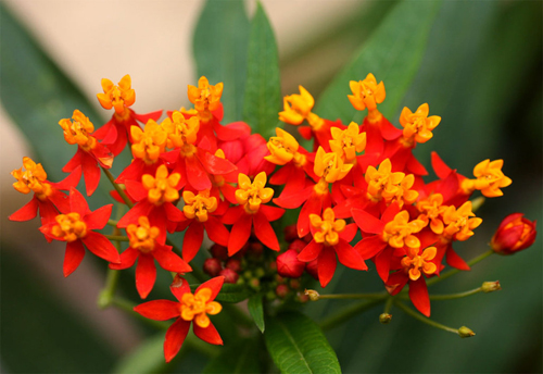  Bông tai Asclepias. Loài cây thân thảo cao từ 60 đến 150 cm. Cụm hoa có dạng tán ở ngọn thân và có khoảng 6-12 hoa màu vàng ở giữa, nâu ở xung quanh; cánh hoa dính nhau ở phần góc và rũ xuống. Ở Việt Nam, cây thường được trồng vì hoa có dạng như cái hoa tai, nhưng các chuyên gia cảnh báo cây có độc nên phải thận trọng khi trồng