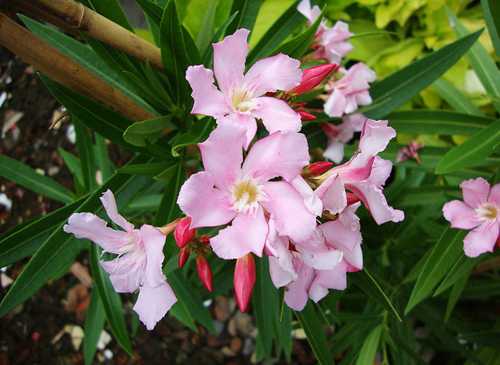 Trúc đào có tên khoa học là Nerium oleander cao từ 2 đến 6 m. Hoa của loài mọc thành cụm ở đầu mỗi cành. Tùy từng giống chúng sẽ có màu màu trắng, vàng hay hồng. Mặc dù hoa đẹp và có hương thơm, nhưng lại là loài chứa nhiều hợp chất có thể gây tử vong cho 13Win 19.com nhiều ưu đãi hấp dẫn