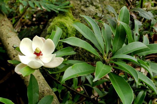 Hà Nội: Trồng mới loại cây chuyên dùng đóng đồ thờ cúng? Hà Nội: Trồng mới loại cây chuyên dùng đóng đồ thờ cúng?