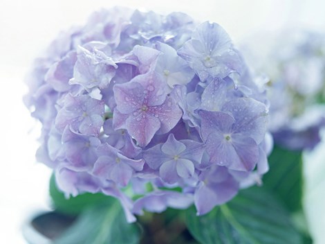 Cẩm t&uacute; cầu cũng được coi l&agrave; lo&agrave;i hoa g&acirc;y độc nguy hiểm