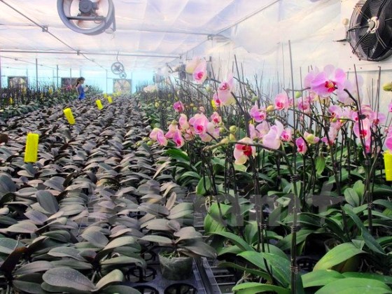 Trồng hoa c&ocirc;ng nghệ cao