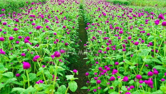 Biến chứng kh&ocirc;n lường v&igrave; chữa tiểu đường bằng c&uacute;c b&aacute;ch nhật